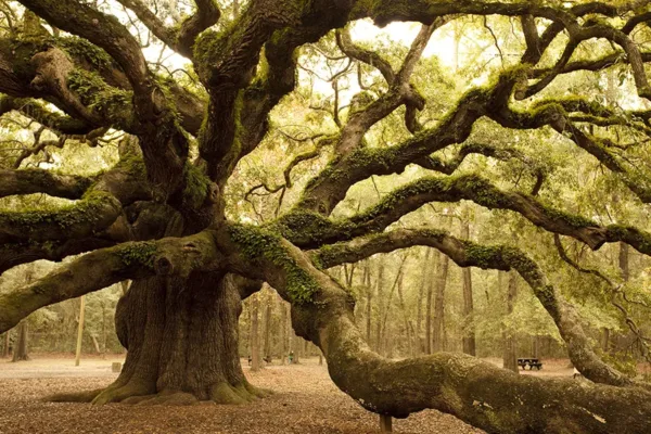 Old growth tree with long branches covered in moss in South Carolina